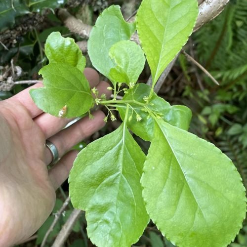 Bittersweet close up