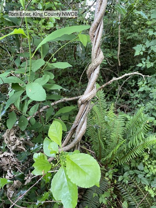 Round Leaf Bittersweet