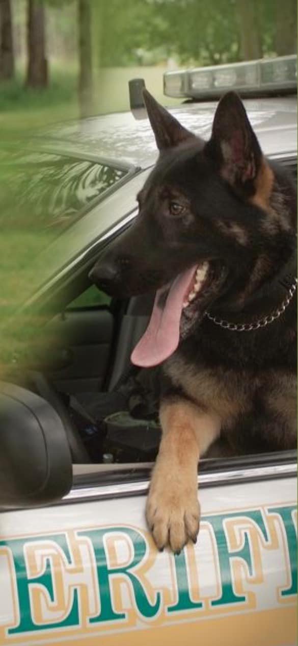 K9 Axel