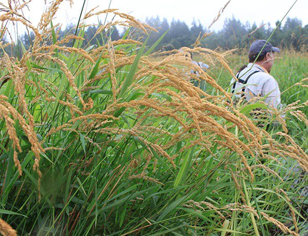 Canarygrass3