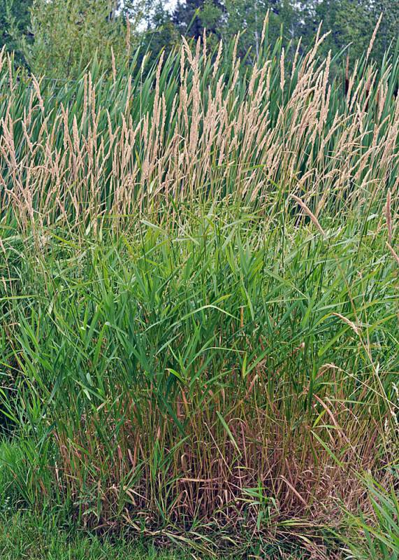 Reed Canary Grass Dmt Reed Canary Grass Dmt