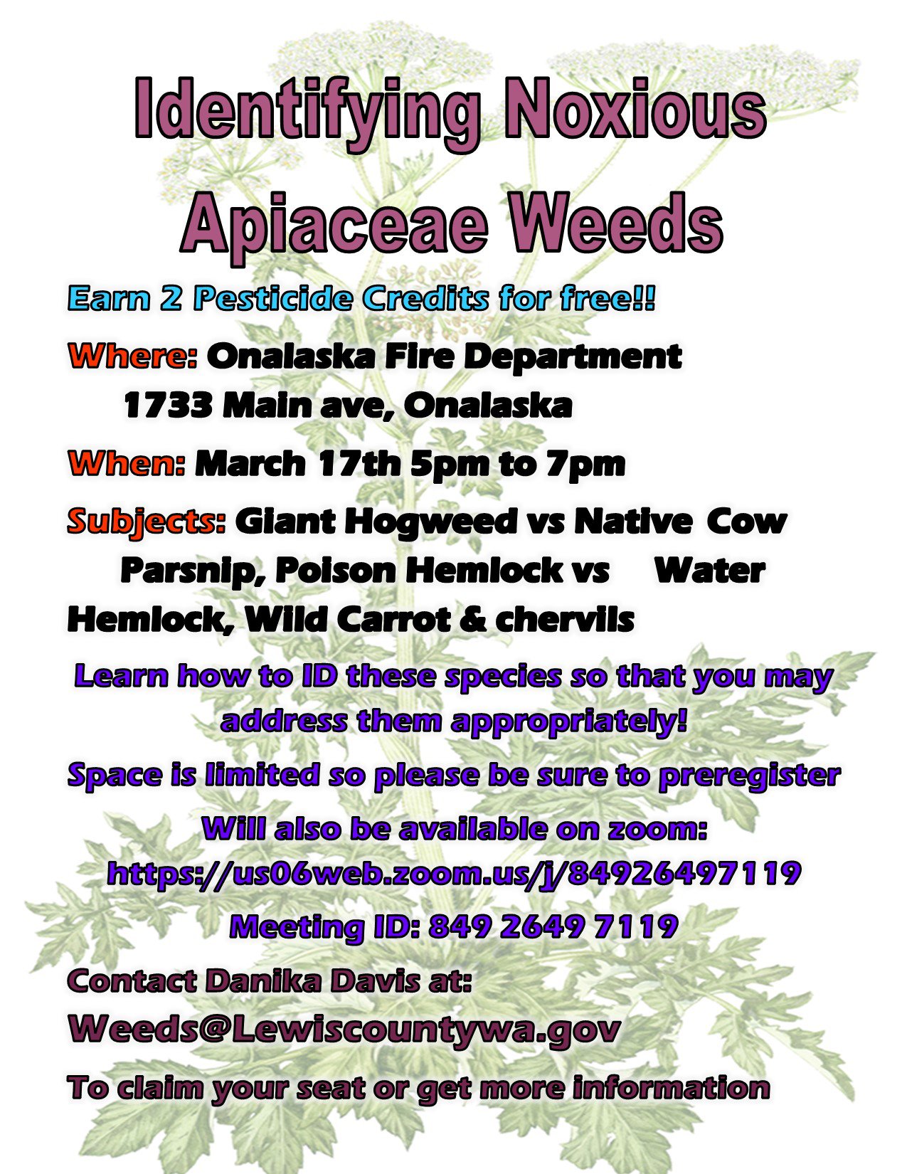 Cow parsnip vs giant hogweed.jpg