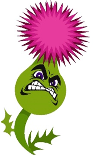 Cute bull thistle.PNG