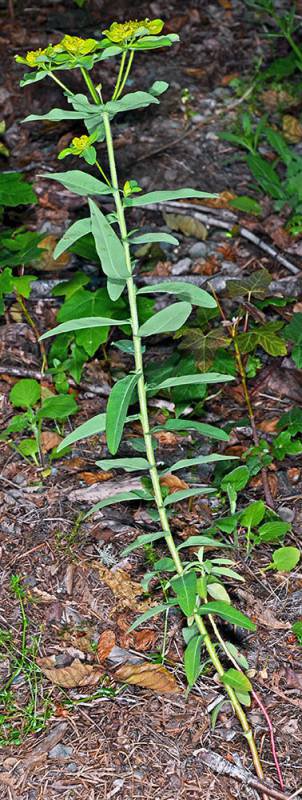 Eggleaf Spurge4