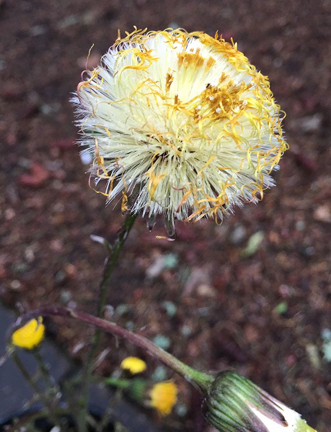 European_coltsfoot_22.jpg