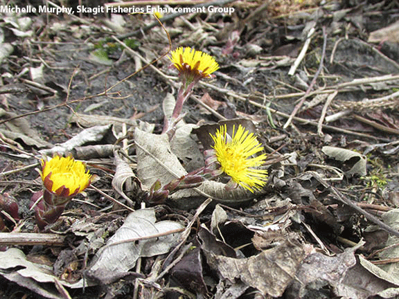 European_coltsfoot_main.gif