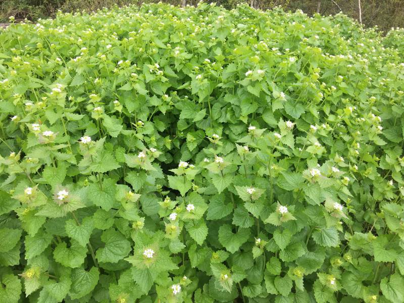 Garlic Mustard