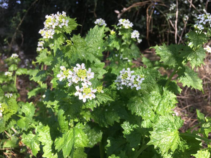 Garlic Mustard3