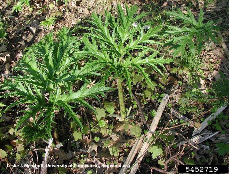 Giant Hogweed3