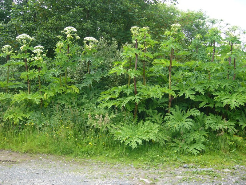 Giant Hogweed full plant.jpg