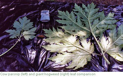 Hogweed_leaf_compKCNWC.jpg