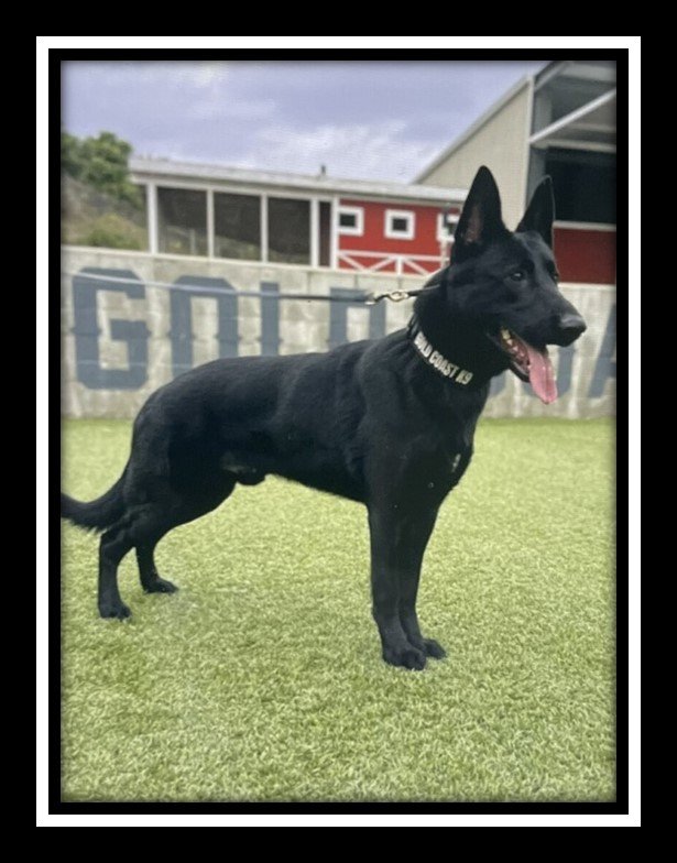 K9 Kimbo