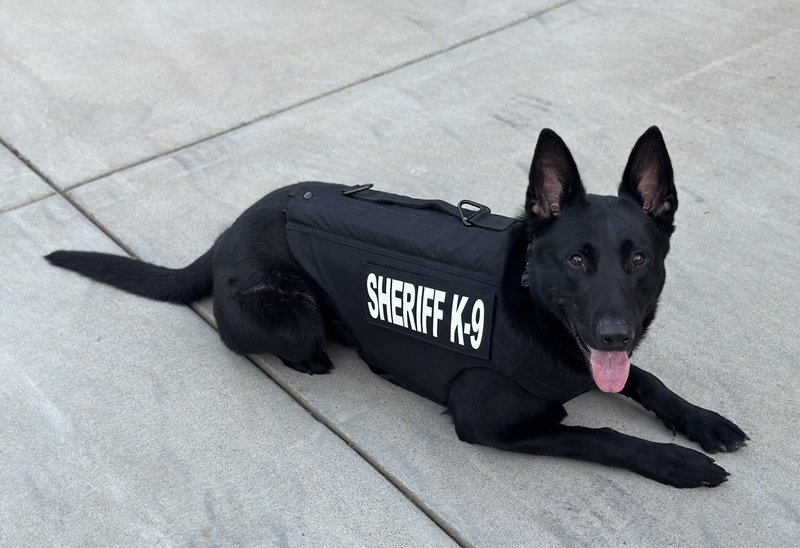 K9 Vest1 - CROPPED