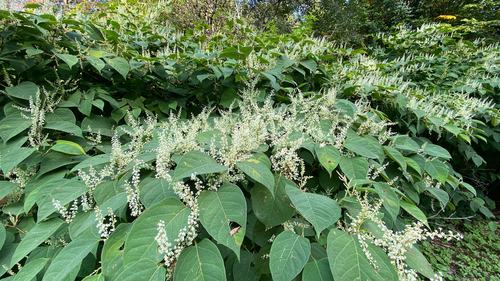 Knotweed