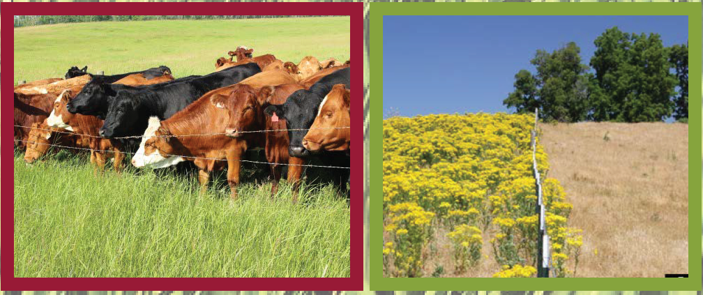 Pasture Weed & Grazing Management Flyer_FINAL.png