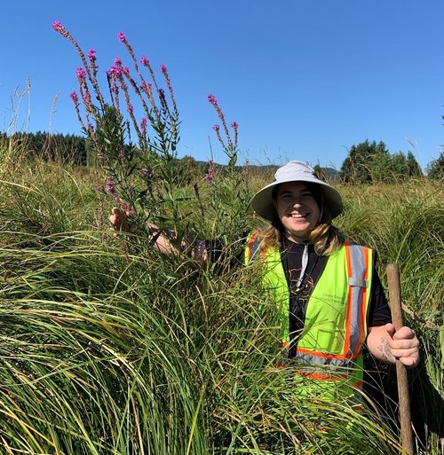 Purple Loosestrife with LC NWC.jpg