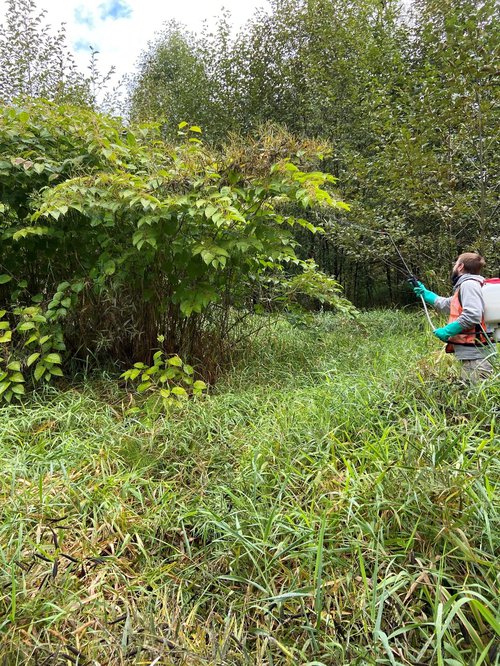 Spray knotweed.jpg