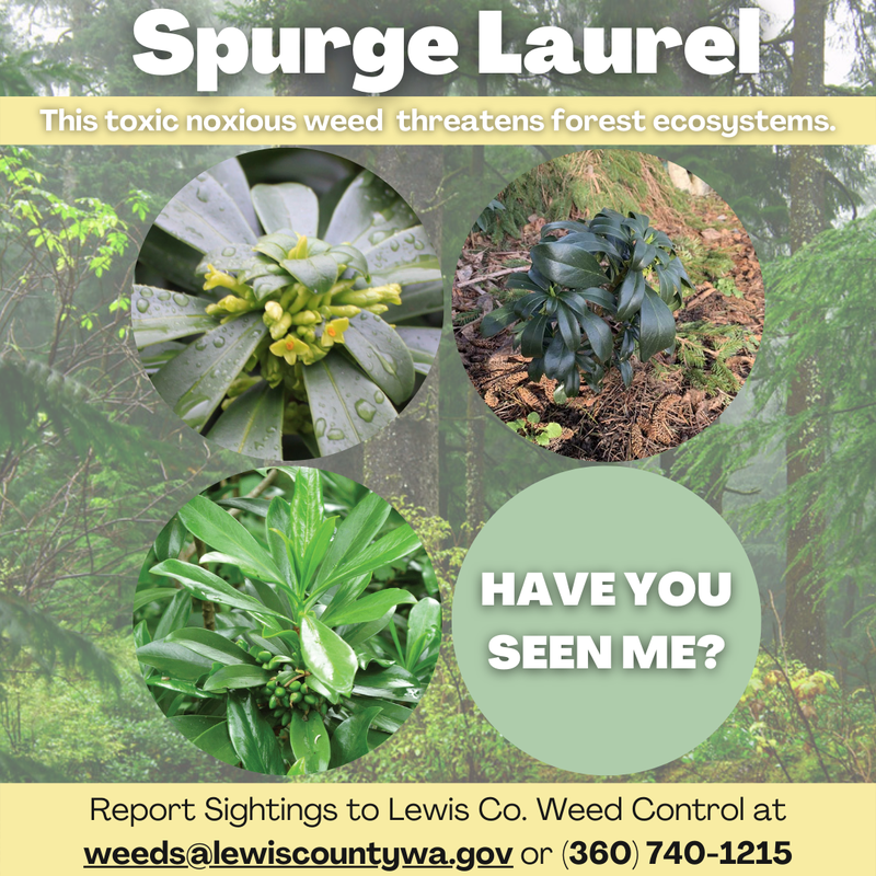 Spurge Laurel Cover Photo.png