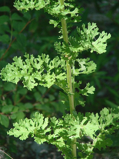 Tansy Ragwort2