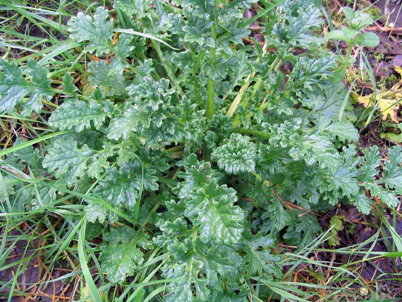 Tansy Ragwort3