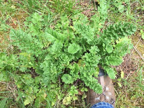 Tansy Ragwort Rosette