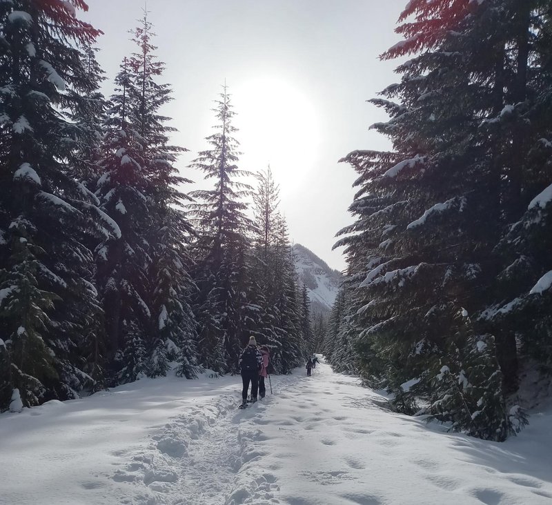 Snow Shoeing trail at White Pass