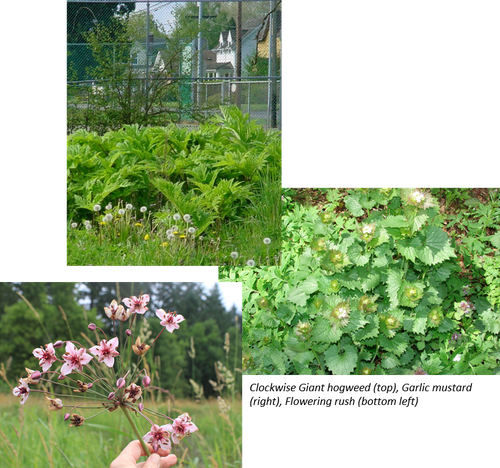 Weed Collage 1.png