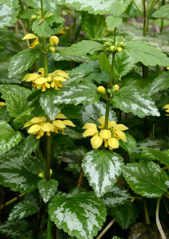 Yellow Archangel2