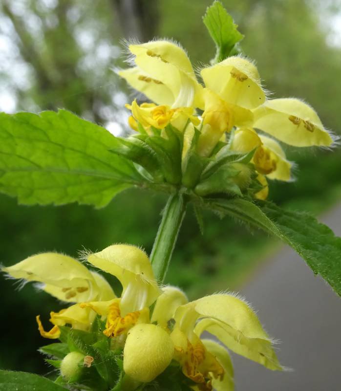 Yellow Archangel3