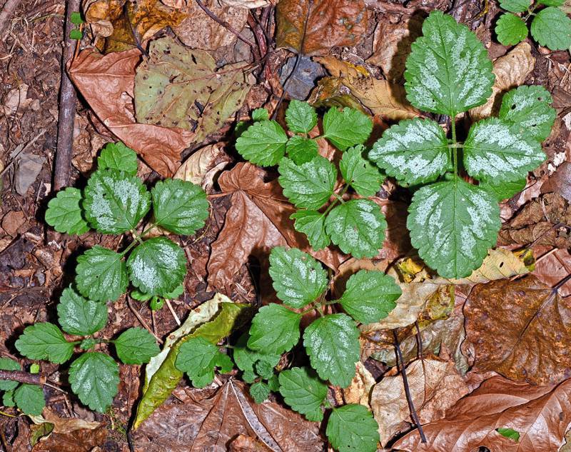 Yellow Archangel4