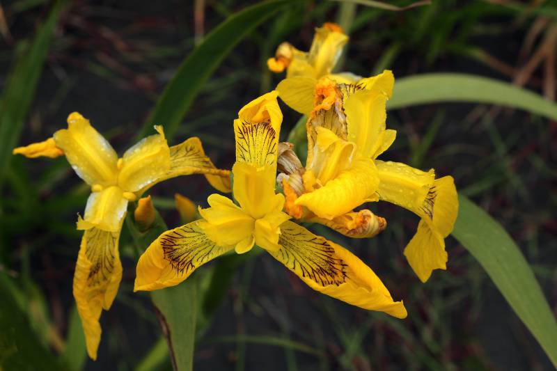 Yellowflag Iris2