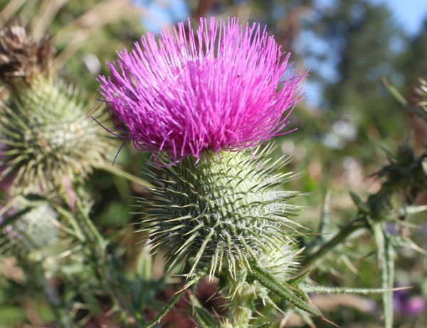 bull thistle2