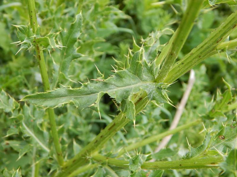 canada thistle4