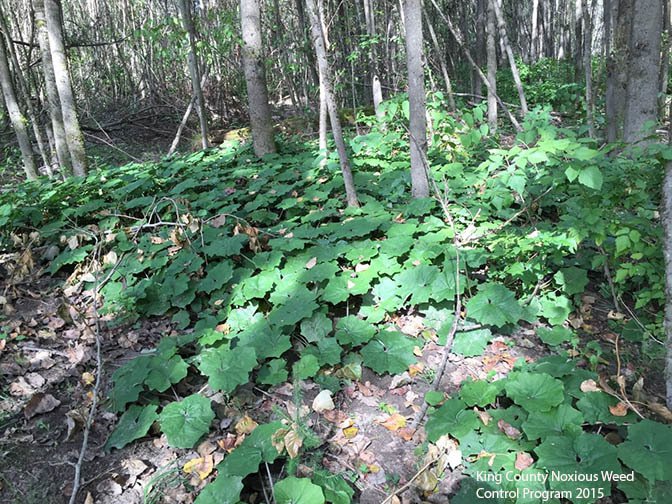 coltsfoot7.jpg