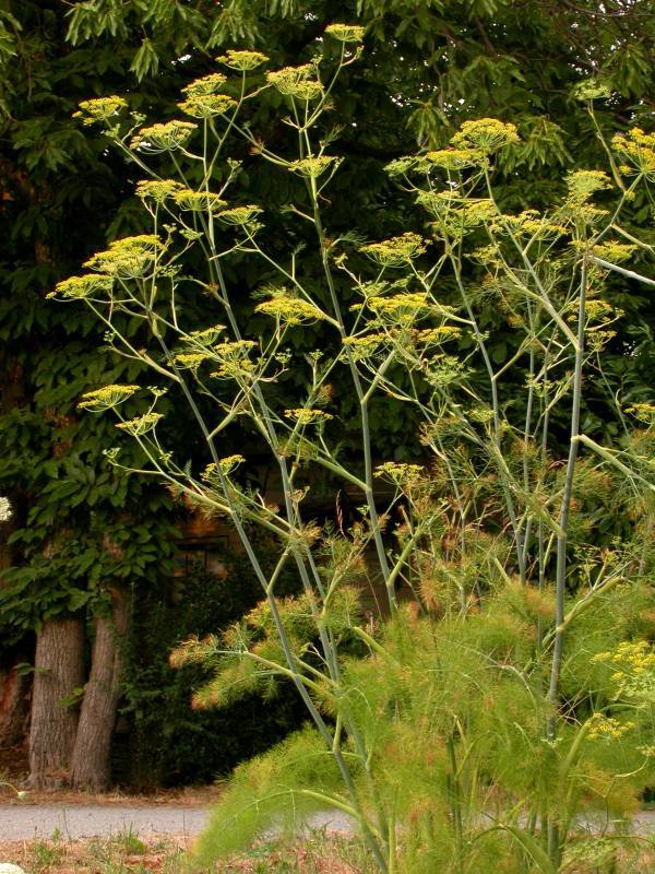 common fennel