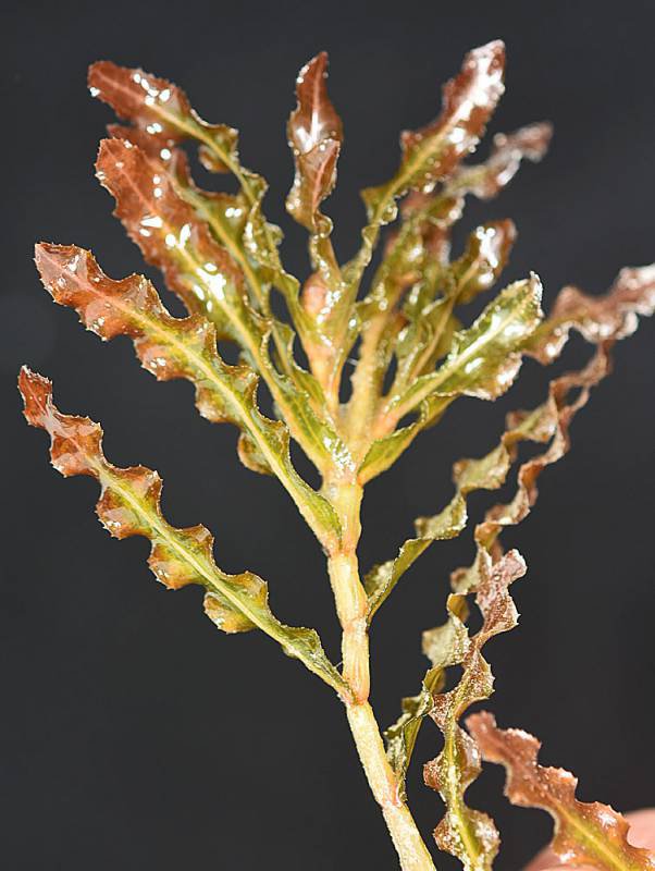 curlyleafpondweed2