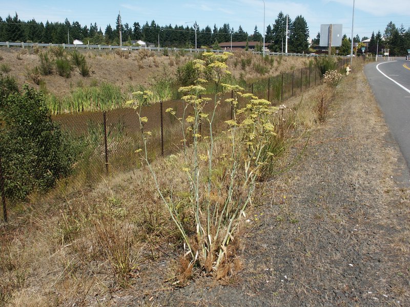 fennel base.jpg