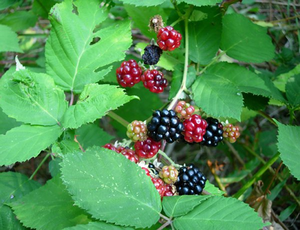 himalayan blackberry