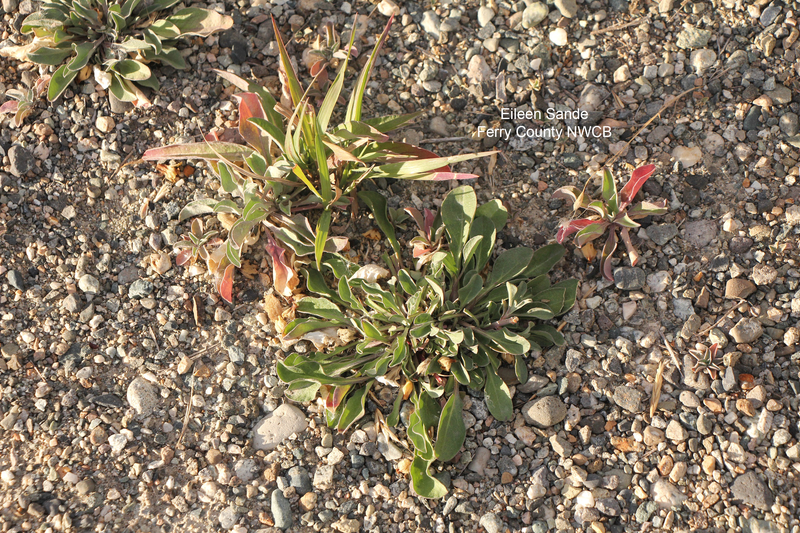 Hoary Alyssum3