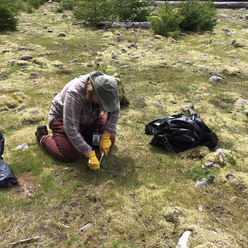 kela digs knapweed.jpg