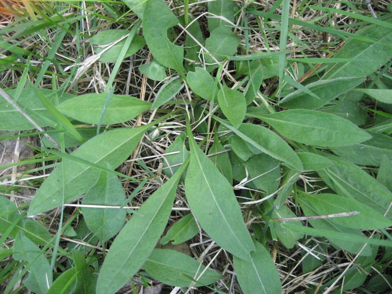 meadowknapweed_young.JPG