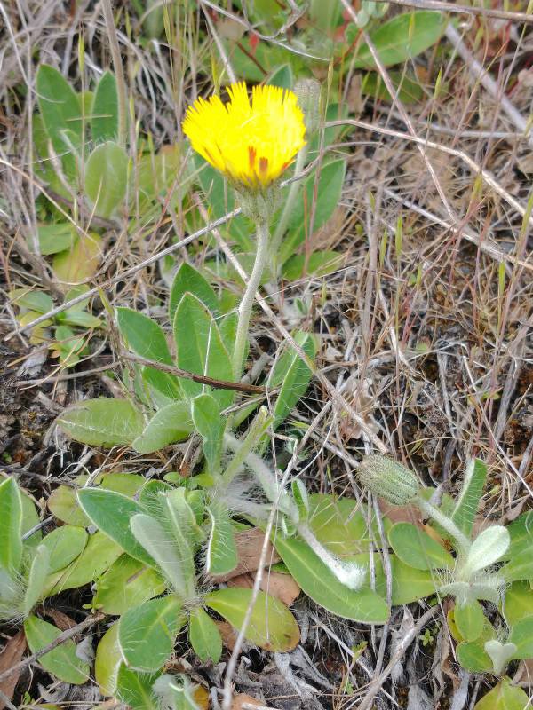 Mouseear Hawkweed