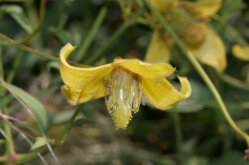oriental clematis flower.jpg