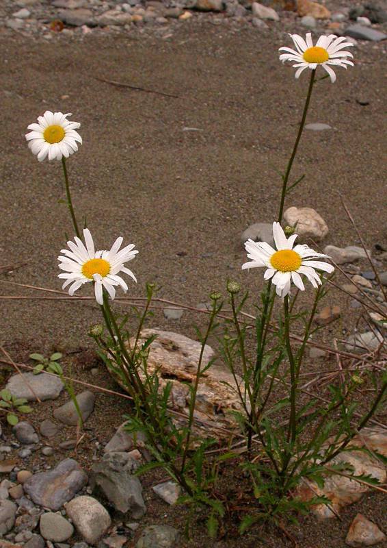 oxeyedaisy4