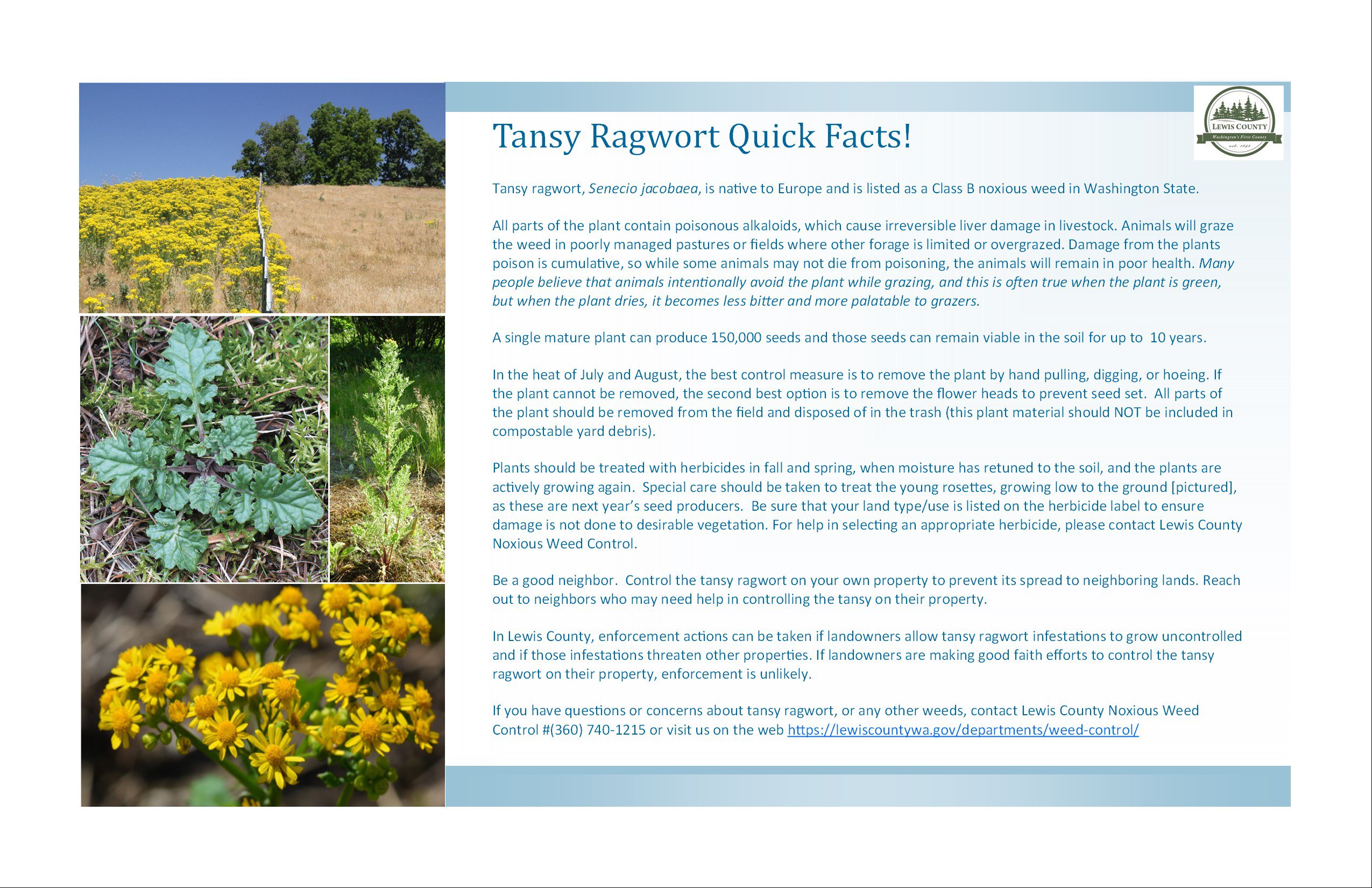 Tansy Ragwort Postcard