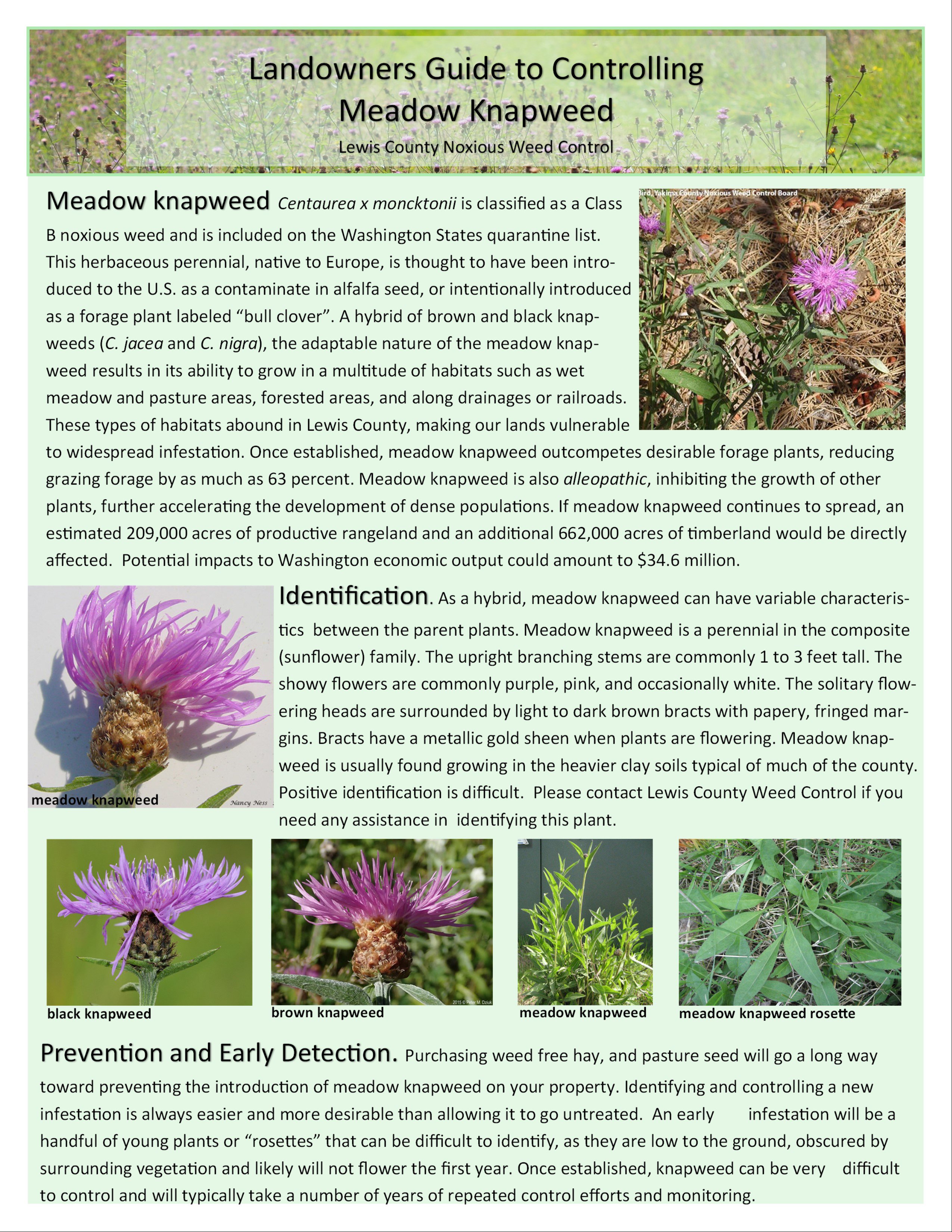 Meadow Knapweed