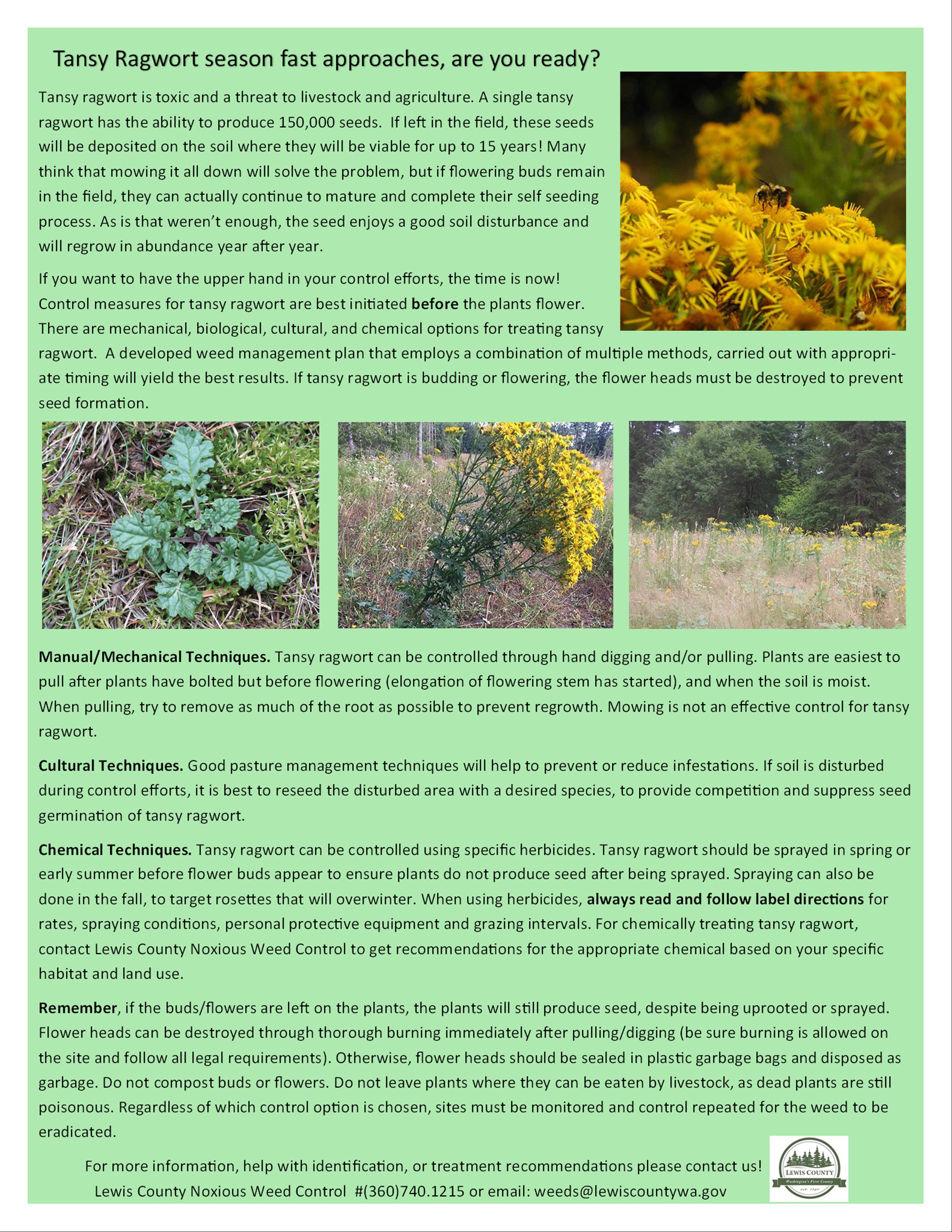 Tansy Ragwort