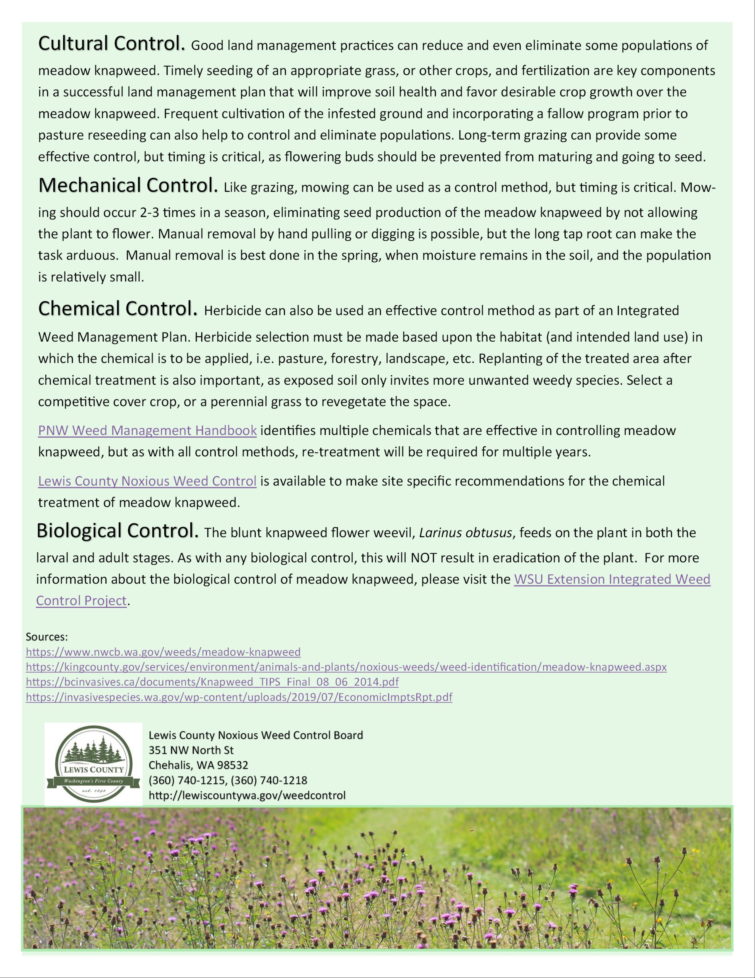 Meadow Knapweed page 2