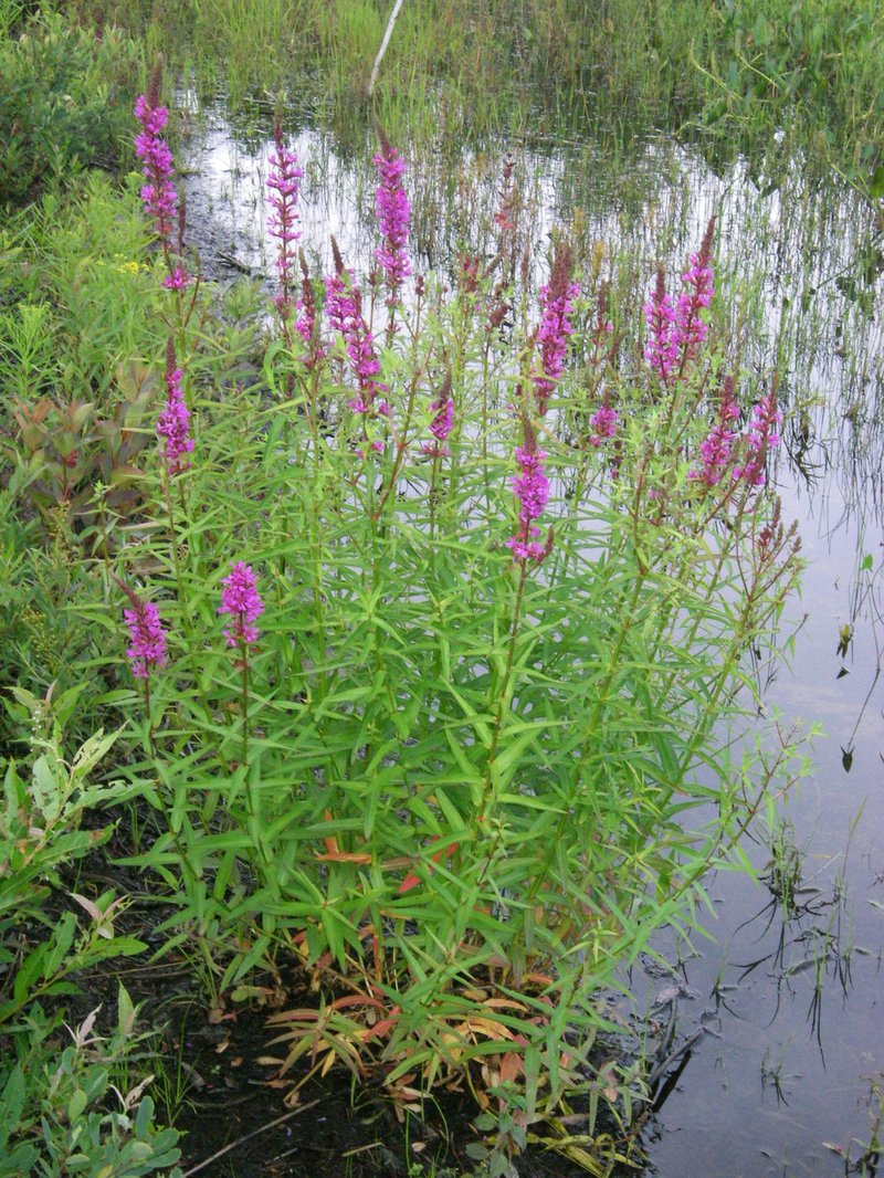 purple loosestrife whole plant.jpg