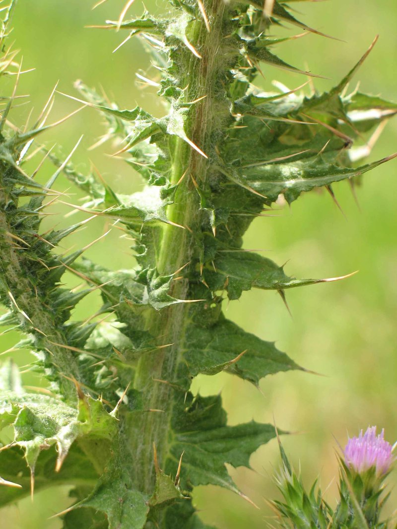 Slenderflower Thistle2